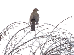 Turdus grayi