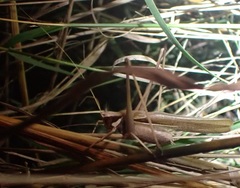 Antipodectes bituberculatus