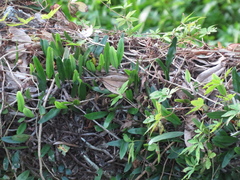 Microgramma mortoniana