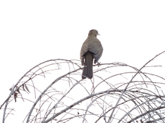 Turdus grayi