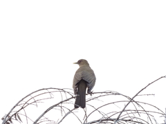 Turdus grayi