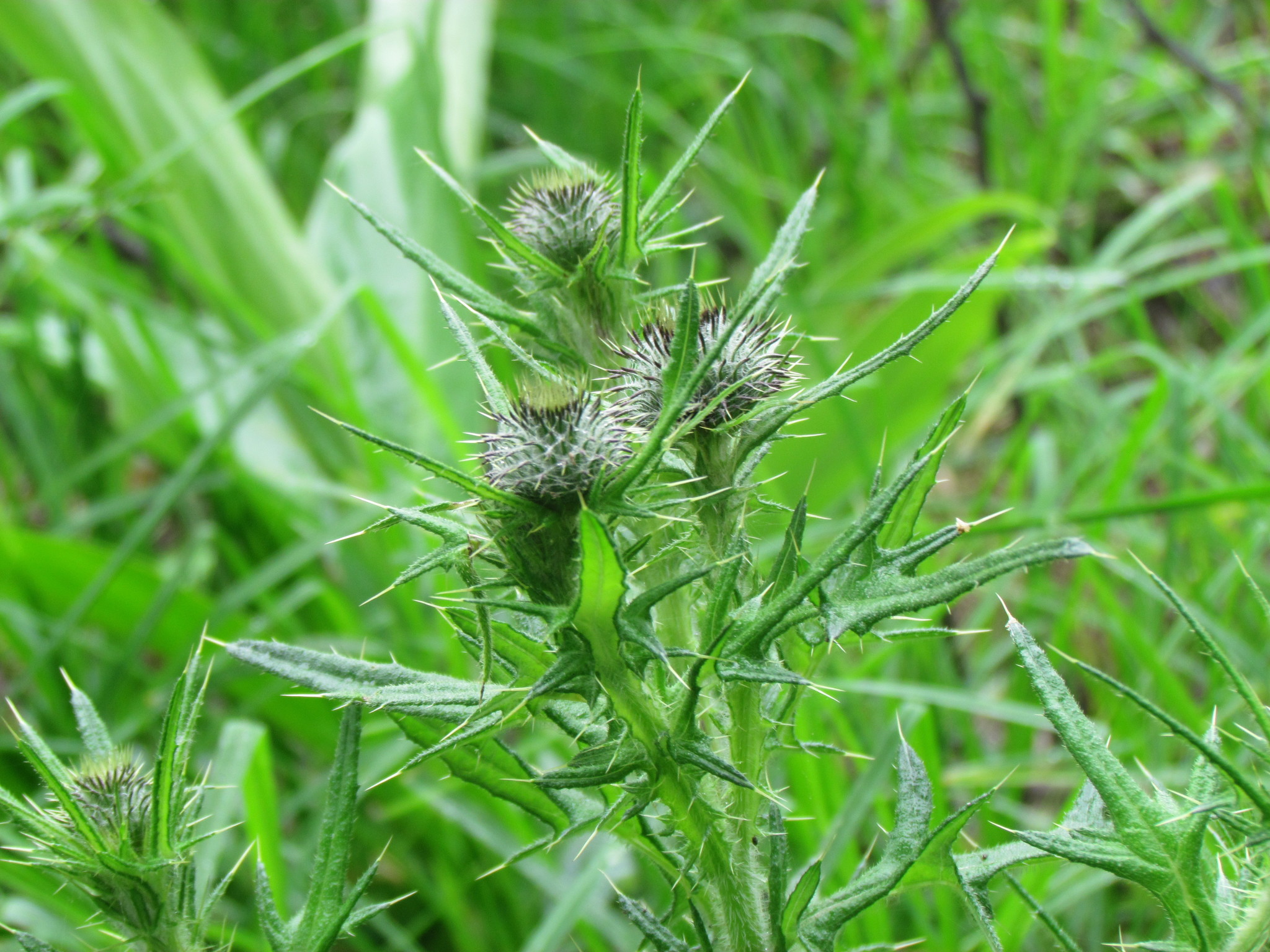 Cirsium vulgare image