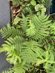 Christella acuminata