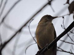 Turdus grayi