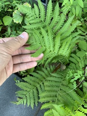 Christella acuminata