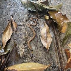 Calliophis maculiceps