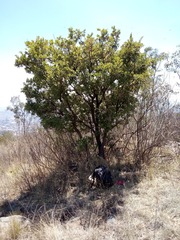 Quercus deserticola