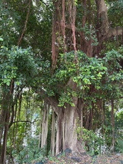 Ficus microcarpa microcarpa