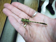 Arigomphus submedianus