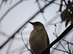 Turdus grayi