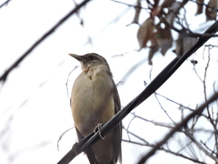 Turdus grayi