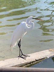 Ardea alba