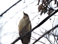 Turdus grayi