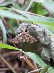Diasemia accalis