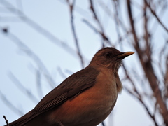 Turdus grayi