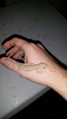 Hemidactylus parvimaculatus