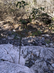 Sarcomphalus amole