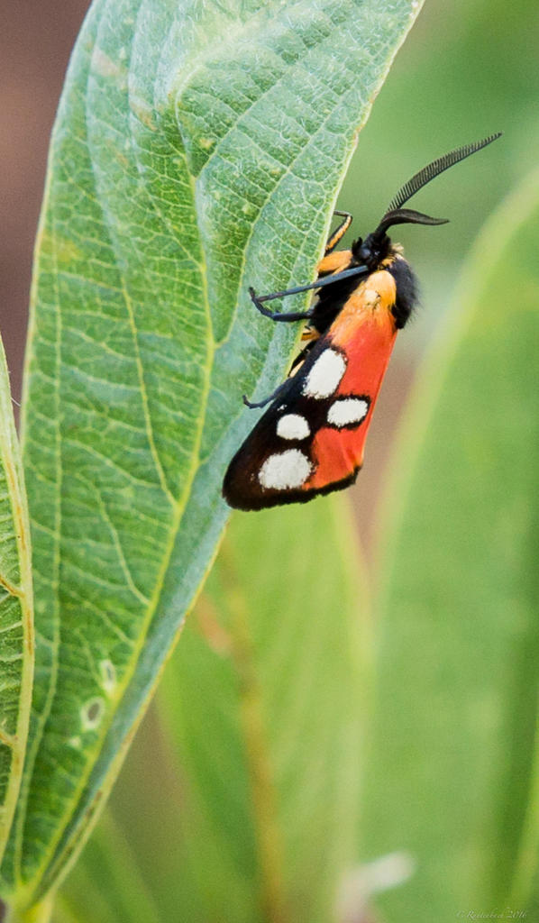 Caffricola