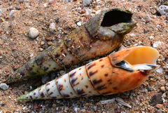Terebrinae