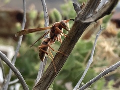 Polistes dorsalis clarionensis