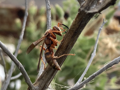 Polistes dorsalis clarionensis