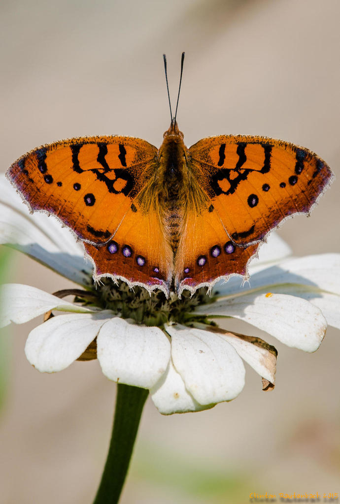 Catacroptera