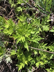 Artemisia