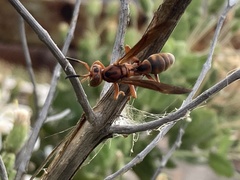 Polistes dorsalis clarionensis