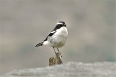 Ficedula westermanni