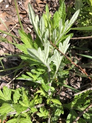 Artemisia