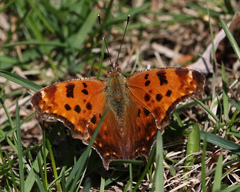 Polygonia comma
