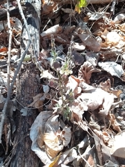 Henrya insularis