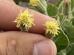 Brickellia peninsularis