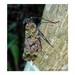 Enchophora sanguinea - Photo (c) Johalene Barría, algunos derechos reservados (CC BY-NC)
