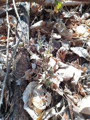 Henrya insularis