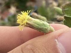 Brickellia peninsularis