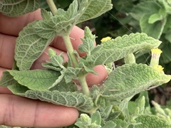 Brickellia peninsularis