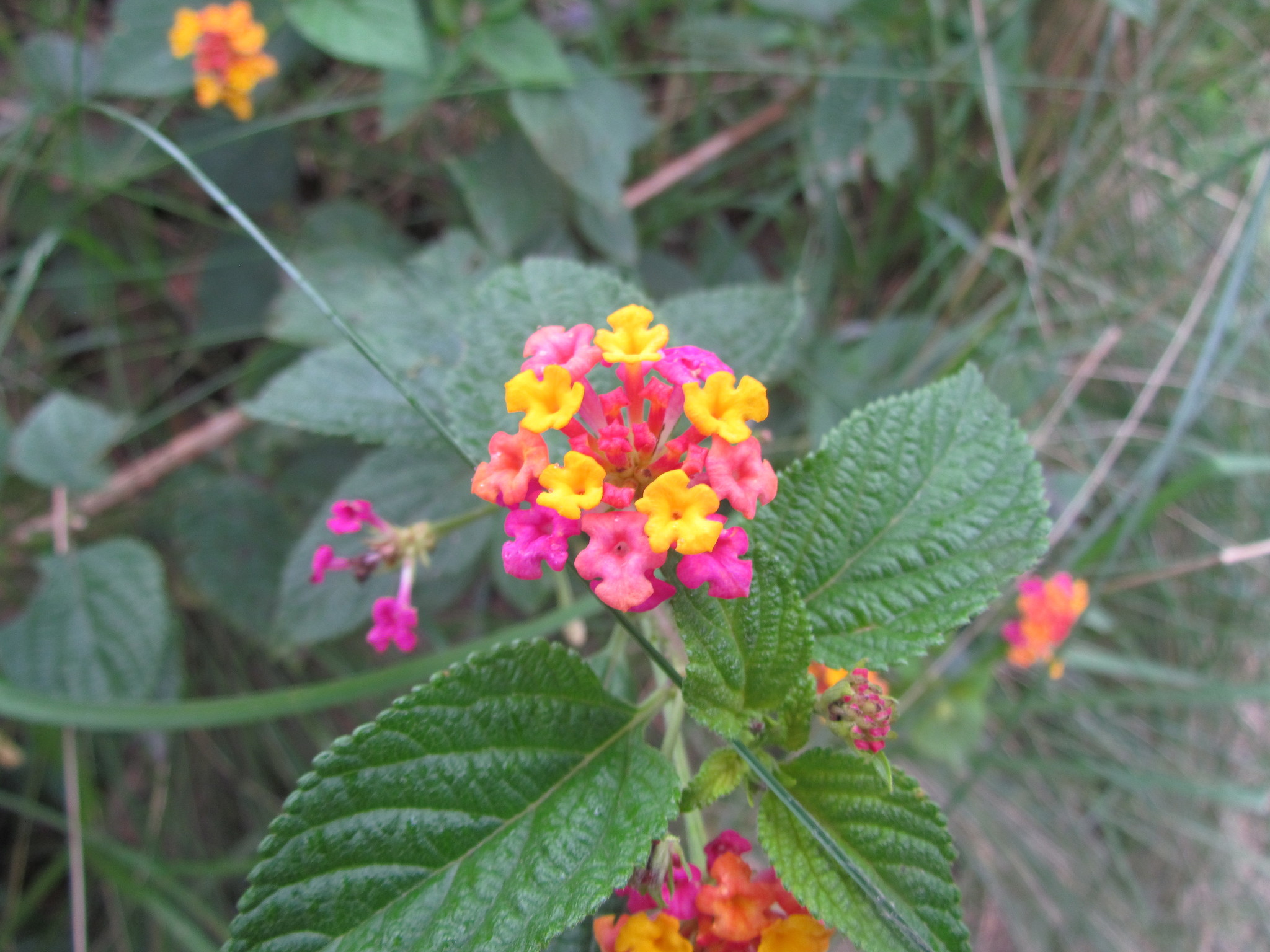 Lantana camara image