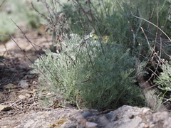 Artemisia alpina