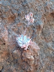 Graptopetalum sinaloensis