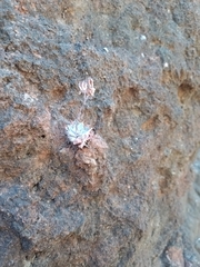 Graptopetalum sinaloensis