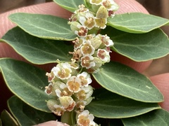 Euphorbia anthonyi