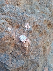 Graptopetalum sinaloensis