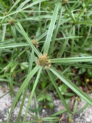 Cyperus aromaticus