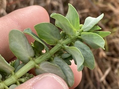 Euphorbia anthonyi