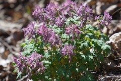 Corydalis solida