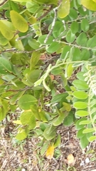 Chrysobalanaceae