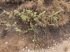 Euphorbia anthonyi