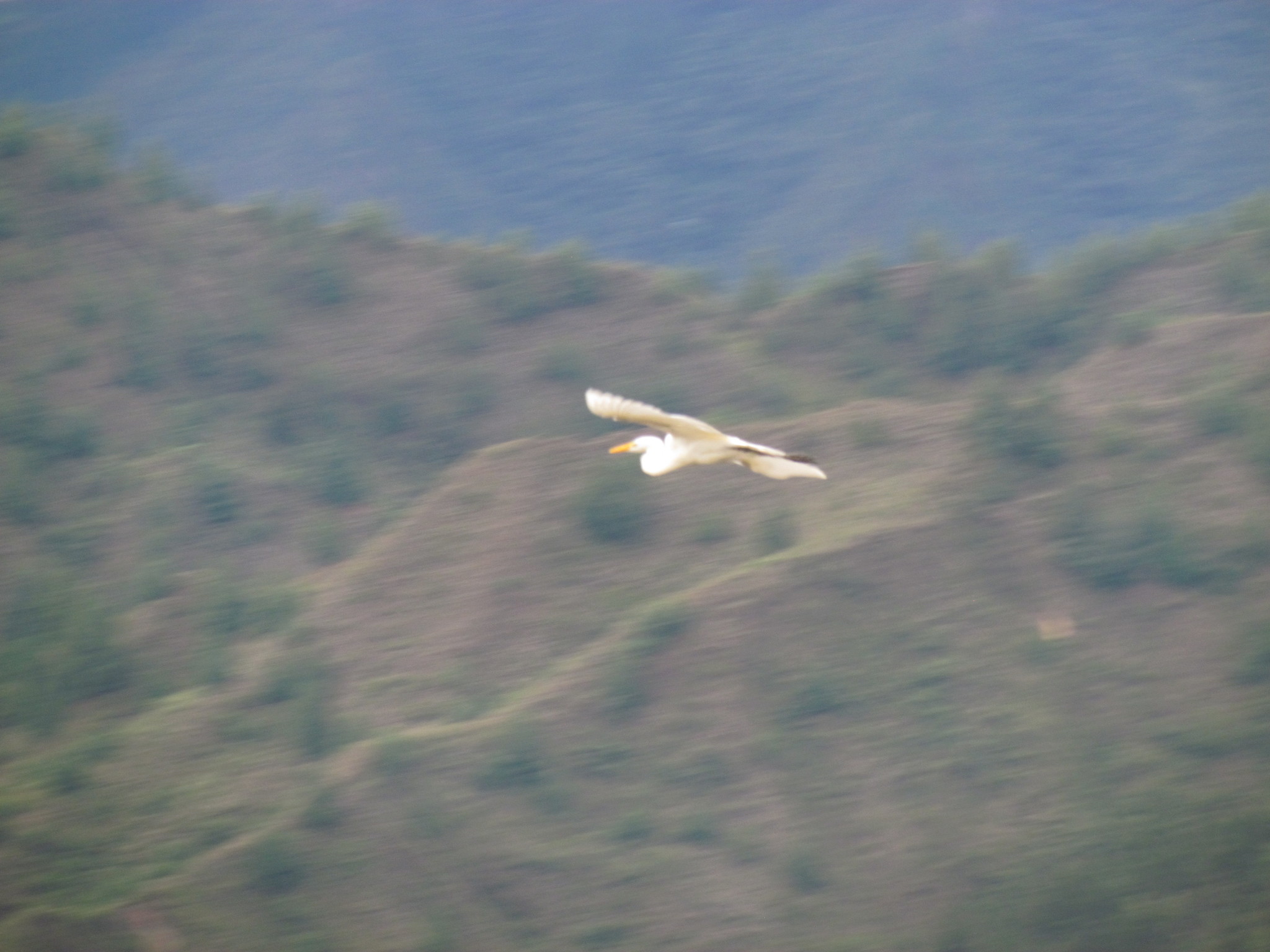 Ardea alba image