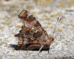 Polygonia comma